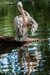 游戏总监桥野桂：《暗喻幻想》比《女神异闻录》难度更高